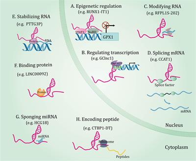 The roles of long non-coding RNAs in ovarian cancer: from functions to therapeutic implications